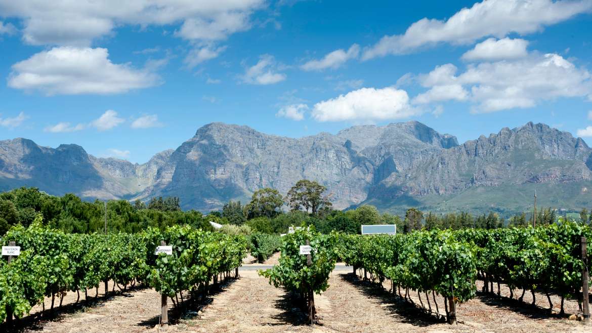 Un viaje al corazón del vino